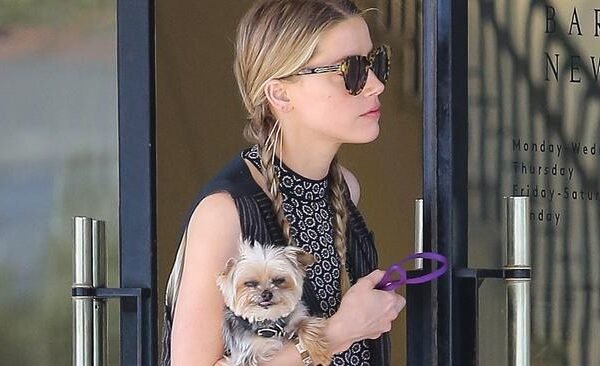 Amber Heard's Yorkshire Terriers Case Prosecutors Clear Her of Pet Smuggling Accusations in Australia