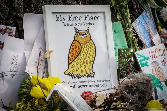 Owl Flaco Dies