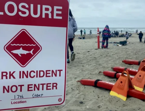 Walton County Shark Attacks