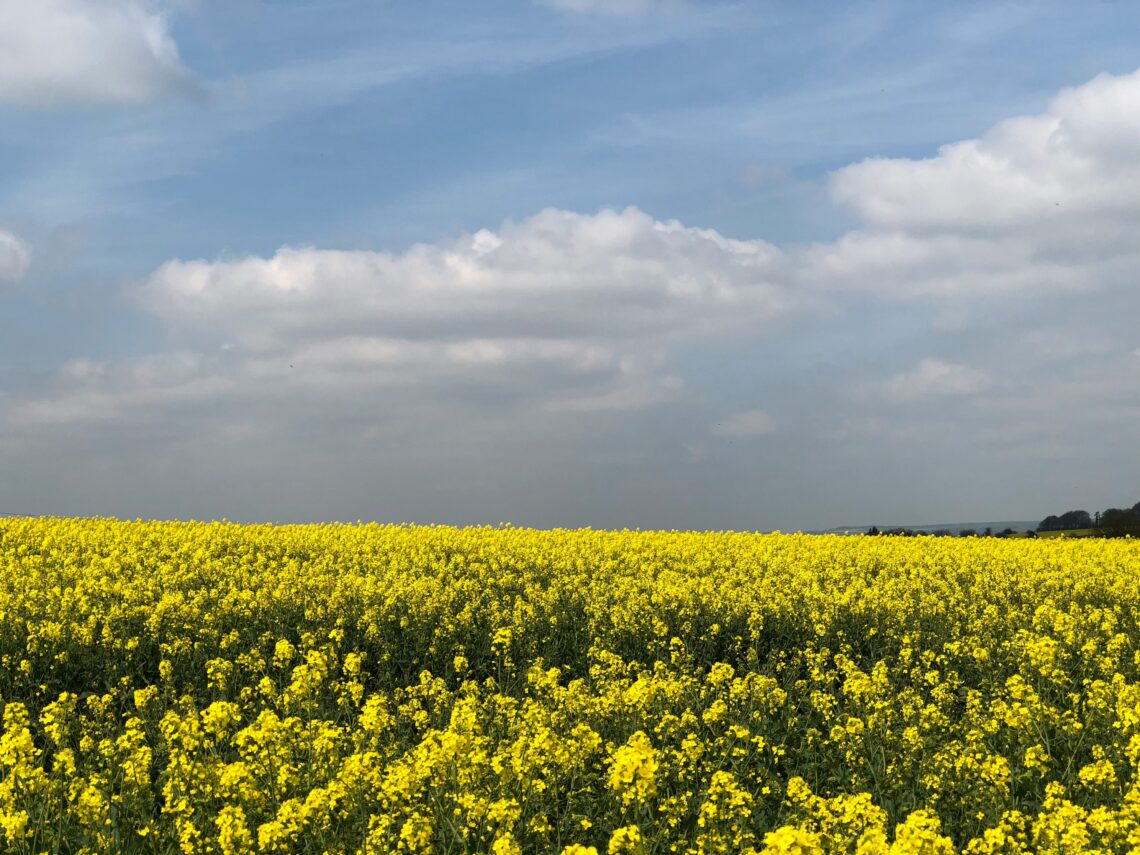 China Anti-Dumping Probe on Canadian Rapeseed